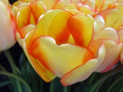 Beauty-of-Spring-(4)